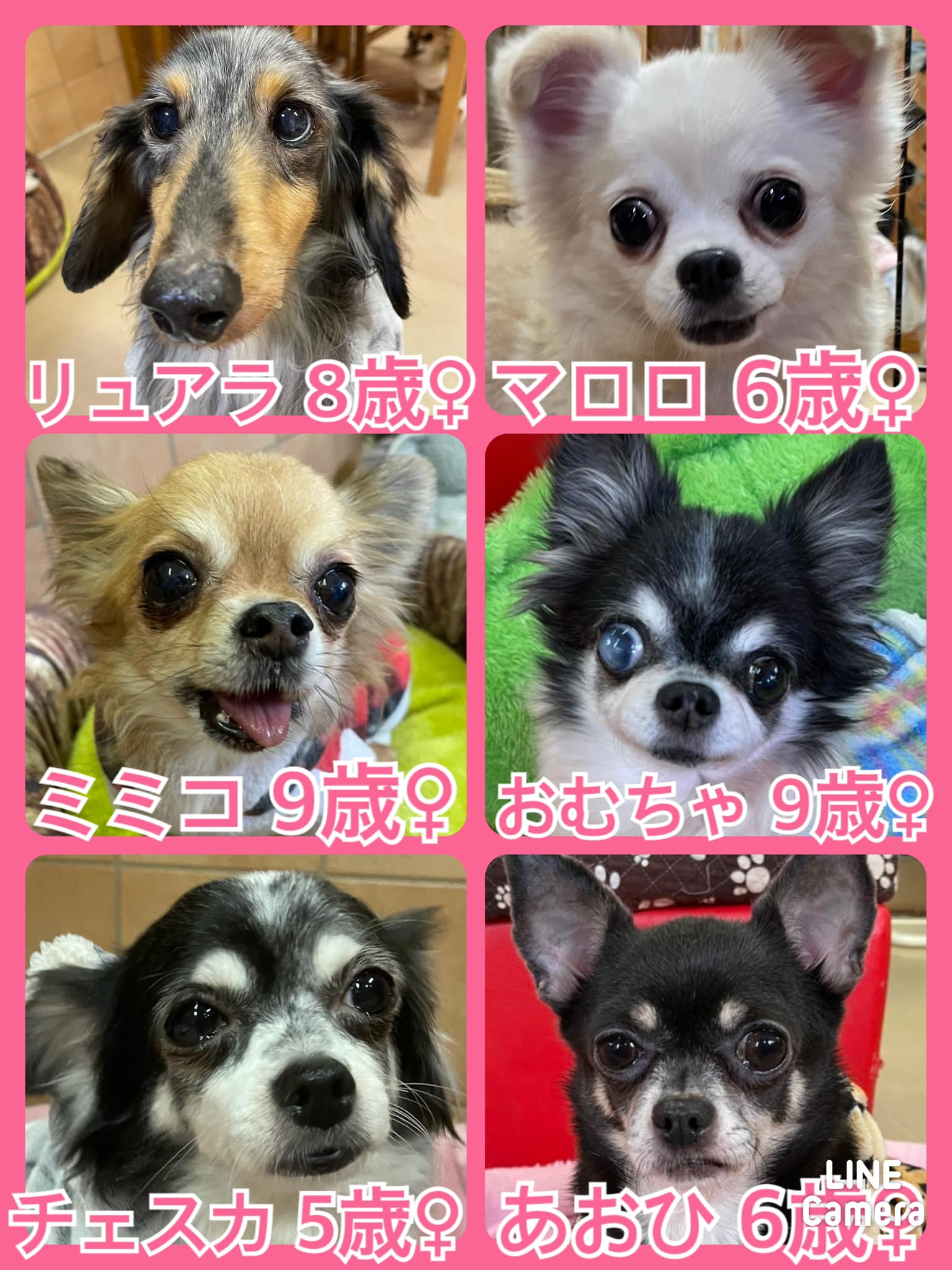 🐾今日の里親様募集中ワンコ🐶メンバーです🐾2022,2,12【保護犬カフェ天神橋店】